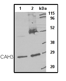 western blot detection using anti-CAH3 antibodies